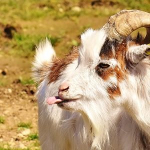 Poin-poin Ringkas Ibadah Qurban yang Perlu Diketahui